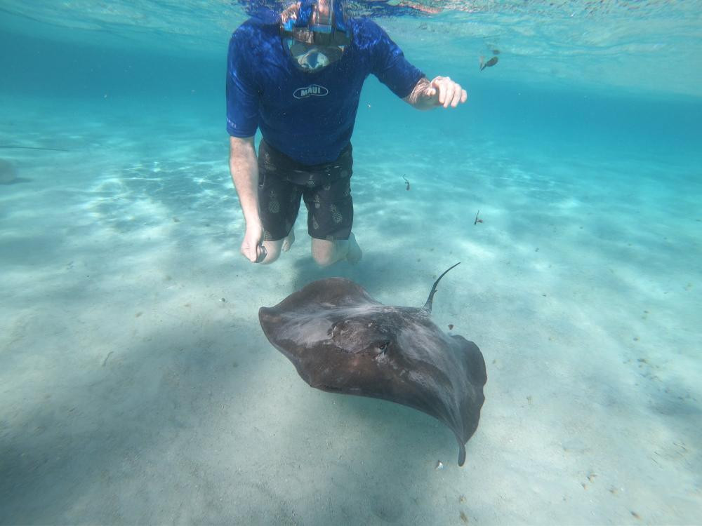 Private VIP Snorkeling Boat Tour With Dolphins, Turtles & Rays in Tahiti