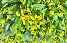 Discova Day Tours and Activities12