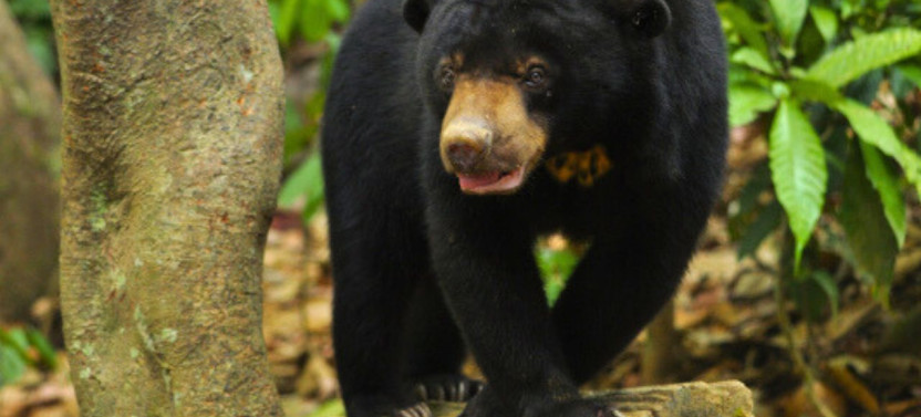 Luang Prabang: Mountain Trek to Kuang Si Waterfall with Lunch