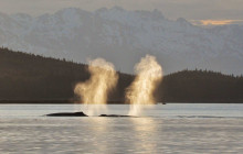 Juneau Tours and Whale Watch2