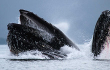 Juneau Tours and Whale Watch3