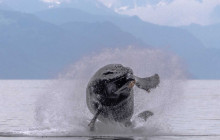 Juneau Tours and Whale Watch6