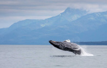 Juneau Tours and Whale Watch7