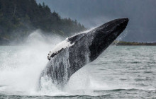 Juneau Tours and Whale Watch8