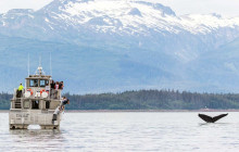 Juneau Tours and Whale Watch10