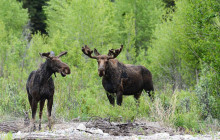 Summer Wildlife Tour: Yellowstone National Park Full Day Tour