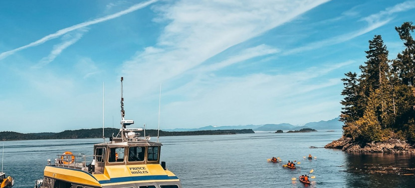 Half Day Whale Watching from Telegraph Cove - Free Photo Package