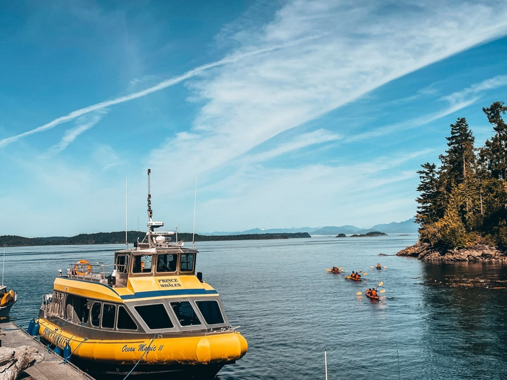 Half Day Whale Watching from Telegraph Cove - Free Photo Package