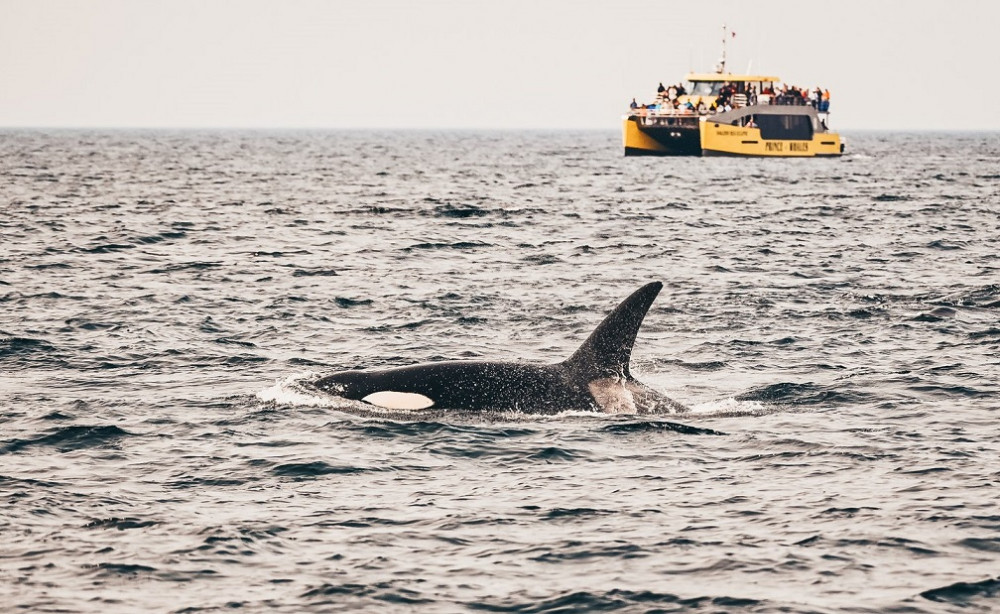 Half-Day Whale Watching from Vancouver - Free Photo Package