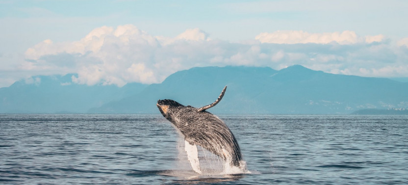 Half-Day Whale Watching from Victoria - Free Photo Package