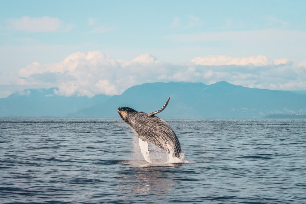 Half-Day Whale Watching from Victoria - Free Photo Package