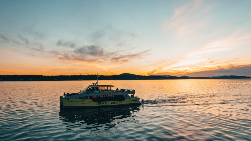 Sunset Whale Watching from Victoria - Free Photo Package