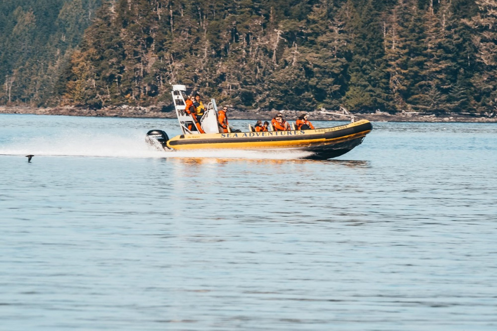 Zodiac Whale Watching from Telegraph Cove