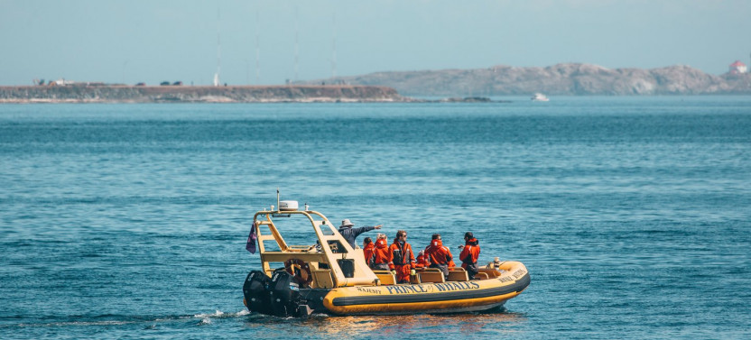 Zodiac Whale Watching from Victoria