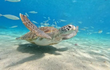 Aida Travel Services4