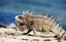 Aida Travel Services15