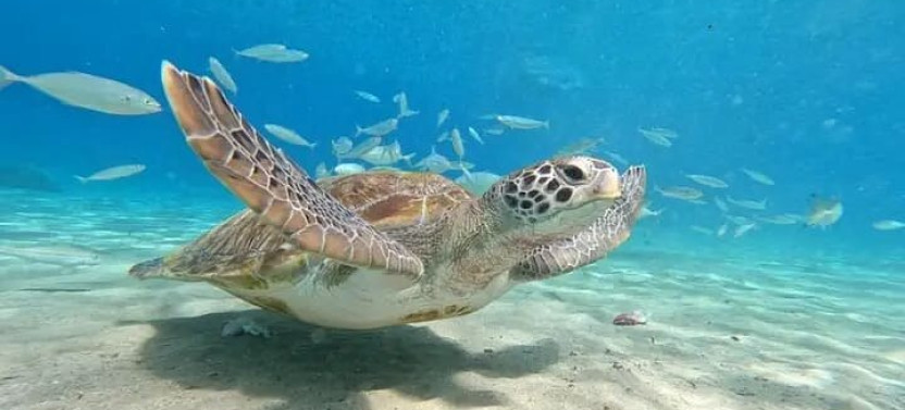 Curacao Sea Turtle Swim And West Side Natural Highlights