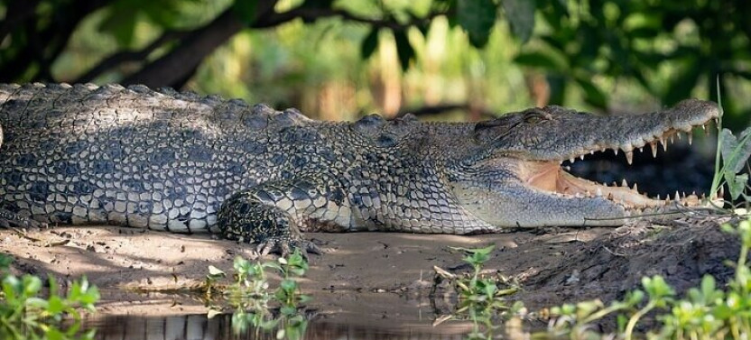 Kakadu Full-Day Tour with Yellow Water River Cruise from Darwin