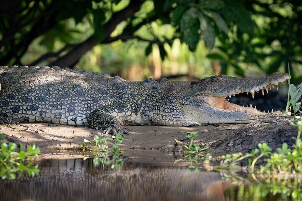 Kakadu Full-Day Tour with Yellow Water River Cruise from Darwin