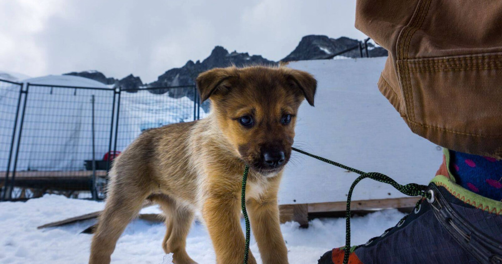 Glacier Dogsledding Demonstration by Helicopter