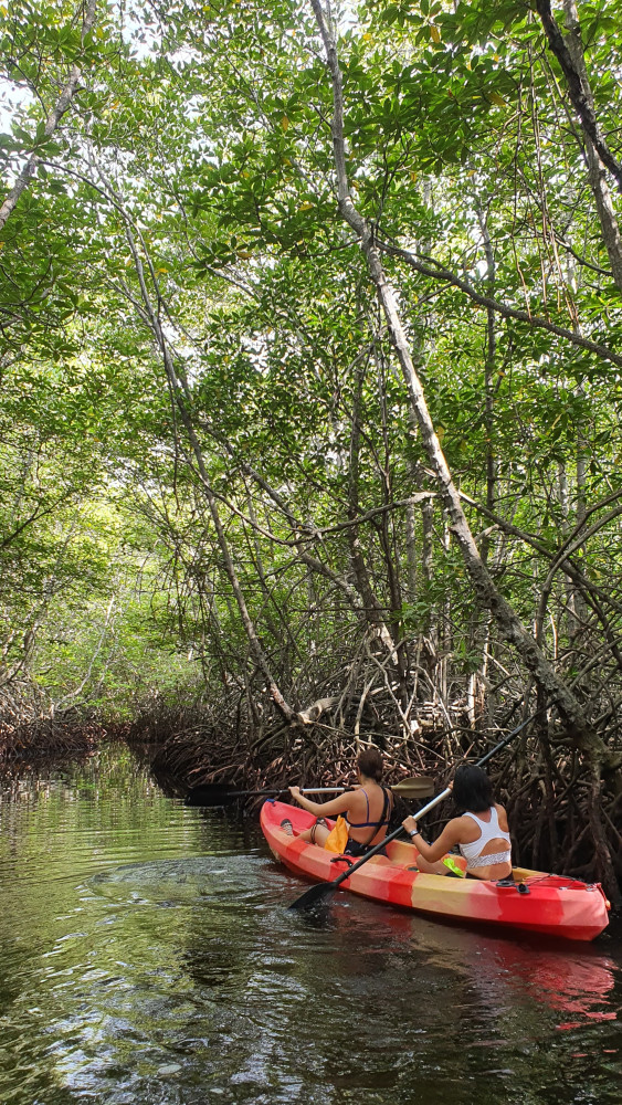 Lembongan Mangrove Tour by Kayak, Paddleboard, or Transparent Boat