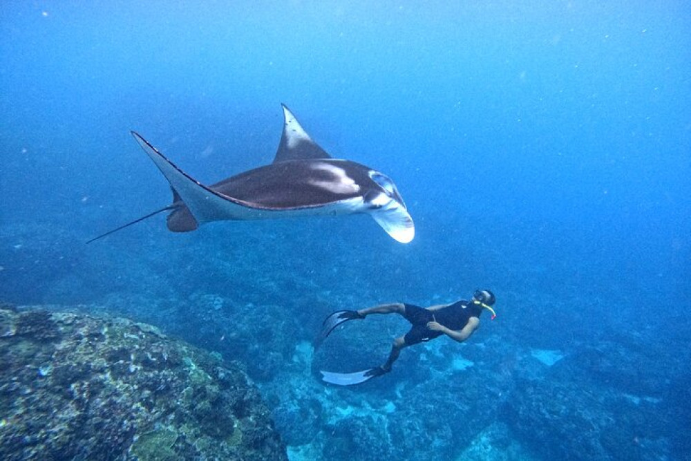 Snorkeling Day Trip With Manta Rays & Buffet Lunch in Nusa Lembongan and Pe