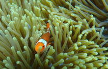 Lembongan Watersport6