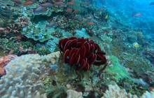 Lembongan Watersport10