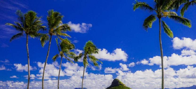 Hidden Gems of Oahu with Byodo In Temple & Turtle Spotting