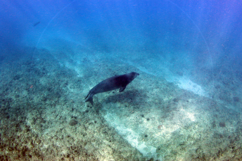 Zipline Adventure & Snorkel Cruise with Buffet on Oahu