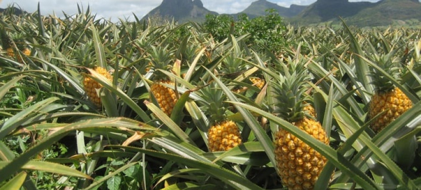 Dole Plantation, Rum Distillery & Mauka Warriors Luau