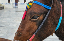 I AM SANTORINI DAY TOURS36