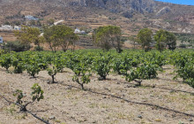 I AM SANTORINI DAY TOURS3