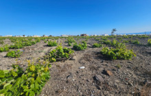 I AM SANTORINI DAY TOURS16