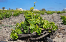 I AM SANTORINI DAY TOURS19