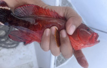 Bali Yowana Tour11