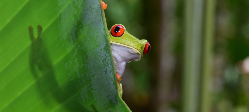 14 Day Excursion - Discover Costa Rica