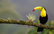 14 Day Excursion - Discover Costa Rica