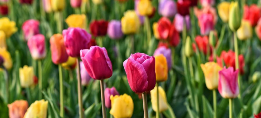 Keukenhof and Zaanse Schans Guided Tour