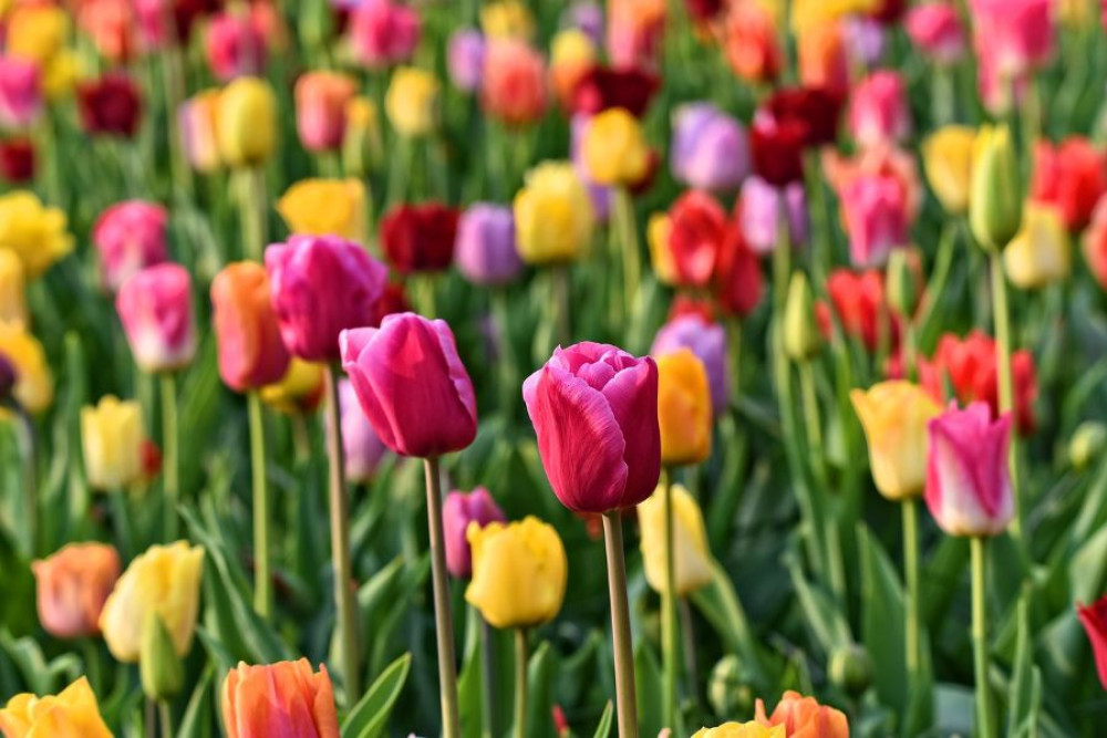 Keukenhof and Zaanse Schans Guided Tour