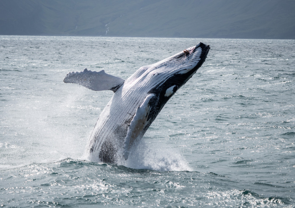 Húsavík: Family Run and Locally Owned: Guided Whale Watching