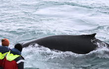 Friends of Moby Dick3