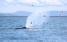 Friends of Moby Dick5