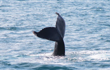 Friends of Moby Dick8