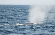 Friends of Moby Dick8