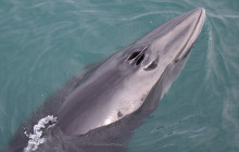 Friends of Moby Dick9