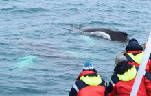 Friends of Moby Dick14