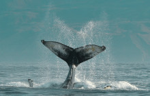 Friends of Moby Dick15