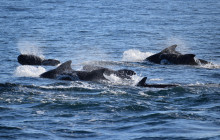 Friends of Moby Dick10