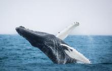 Friends of Moby Dick11